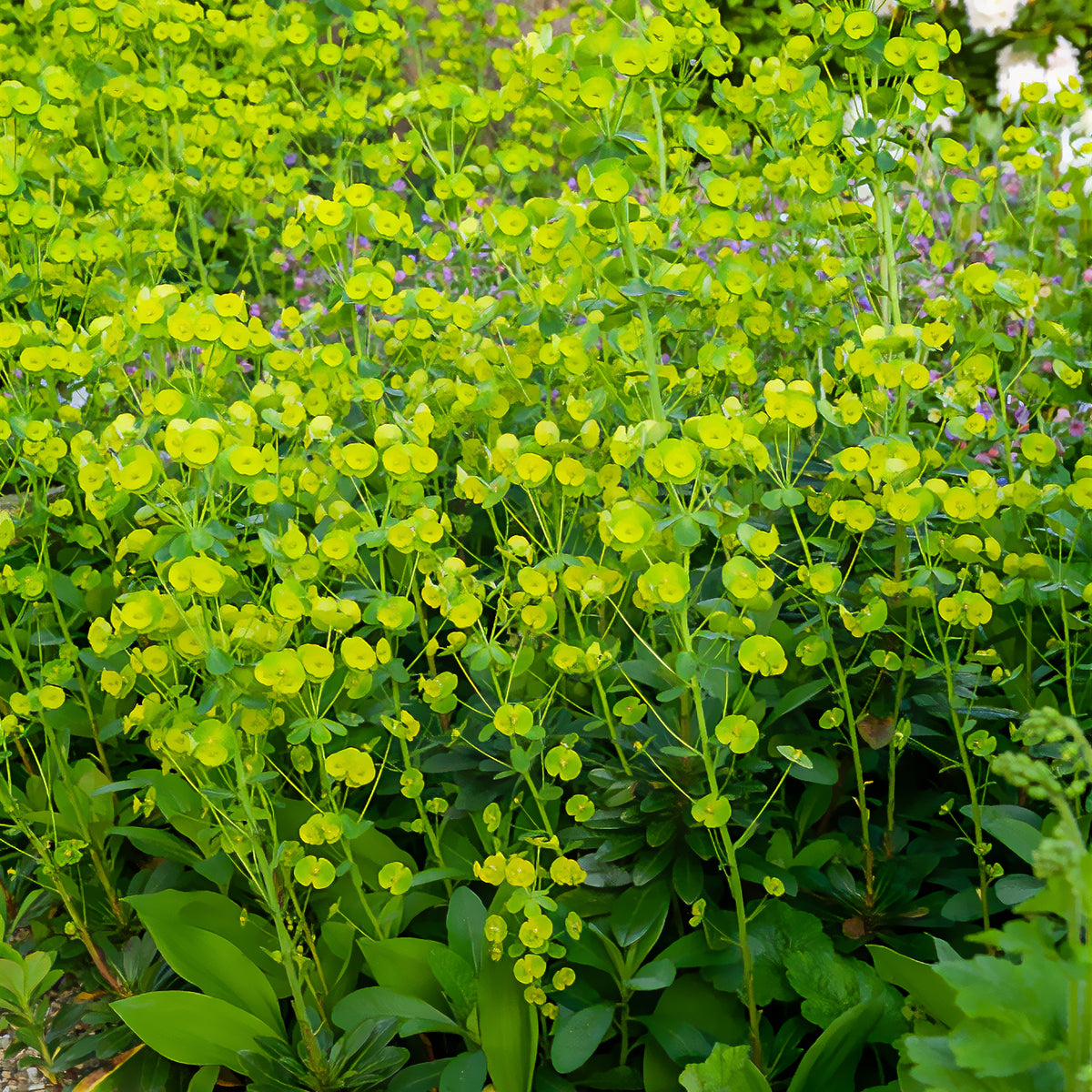 Euphorbe des bois - Euphorbia amygdaloides Robbiae - Willemse