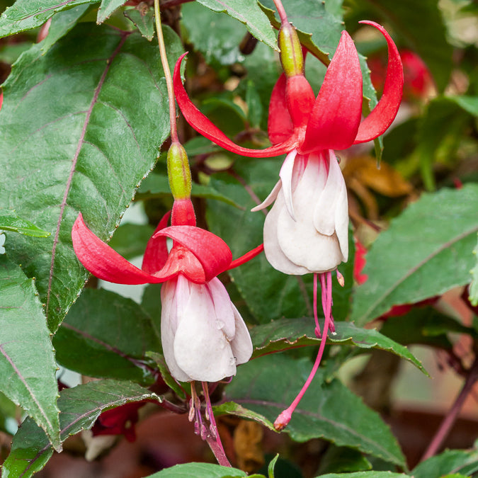Fuchsia - 6 Fuchsias rustiques en mélange - Fuchsia Mme Cornelissen,  Brilliant