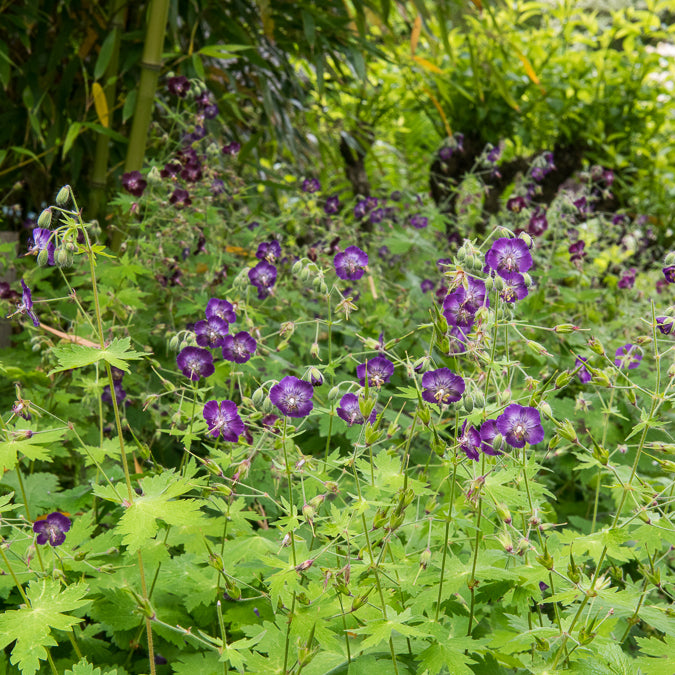 Géranium vivace livide - Geranium phaeum - Willemse