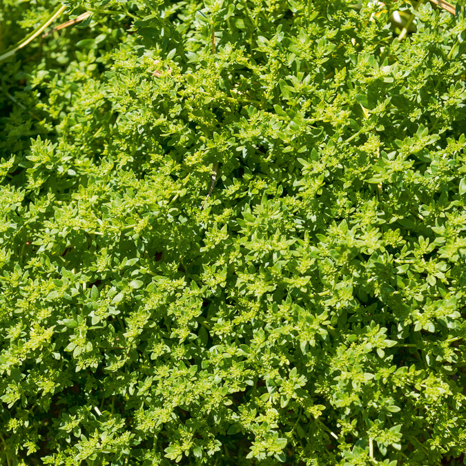 Herniaire glabre Turquette - Herniaria glabra - Willemse