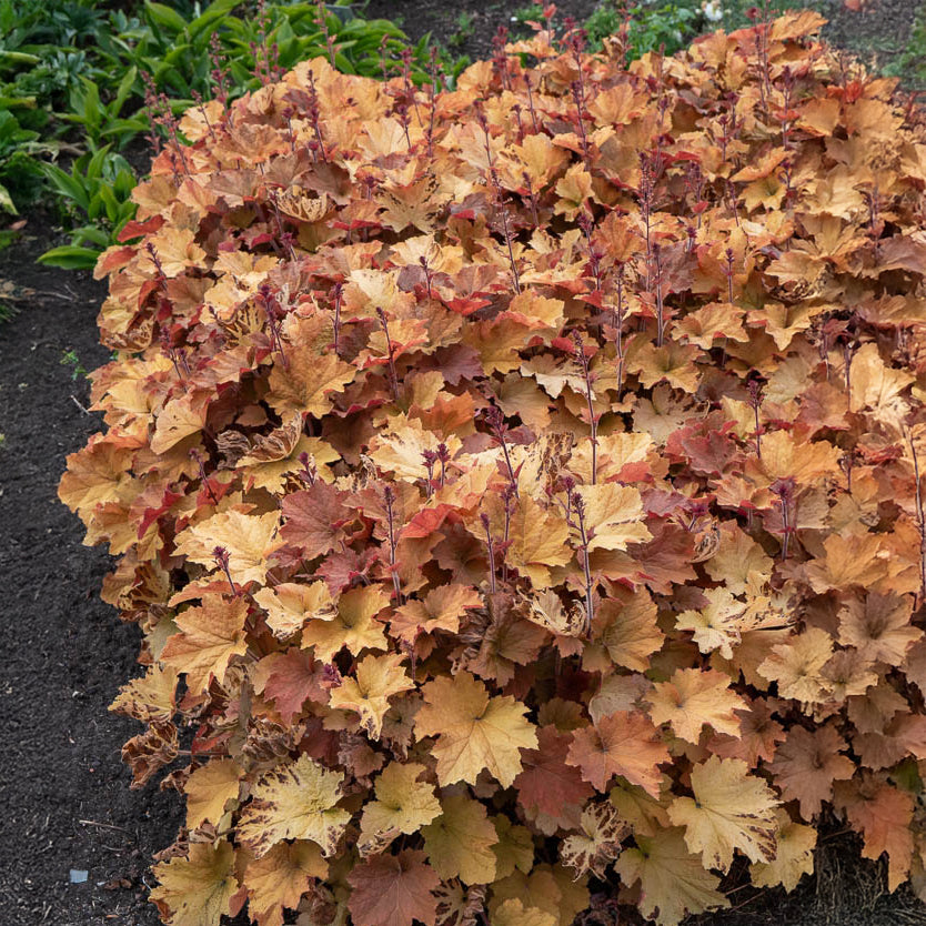 Heuchère Caramel - Heuchera caramel - Willemse