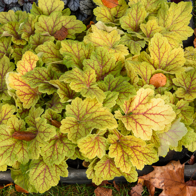 Heuchère Electra - Heuchera Electra - Willemse