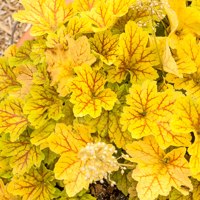 Heuchera Electra - Heuchère Electra - Heuchères