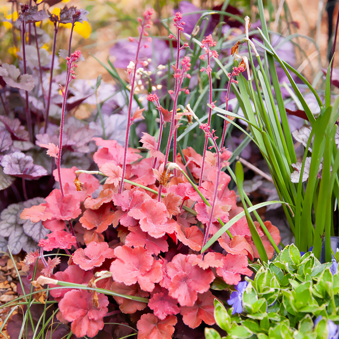 Heuchère Cherry Cola - Willemse