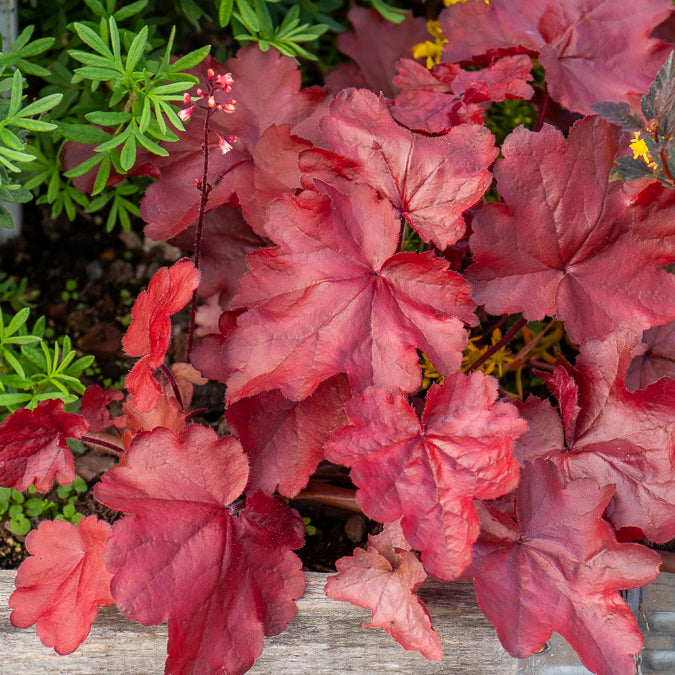 Heuchères - Heuchère Fire Chief - Heuchera Fire Chief