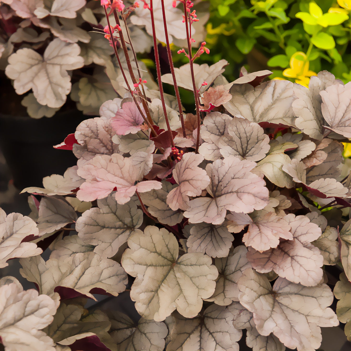 Heuchera silver gumdrop  ( dolce series ) - Heuchère Silver Gumdrop - Heuchères