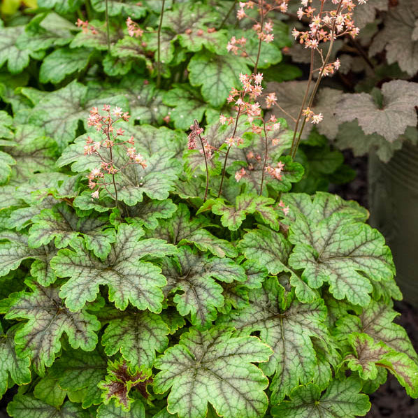 Heucherella Tapestry - Heucherella Tapestry - Heuchères