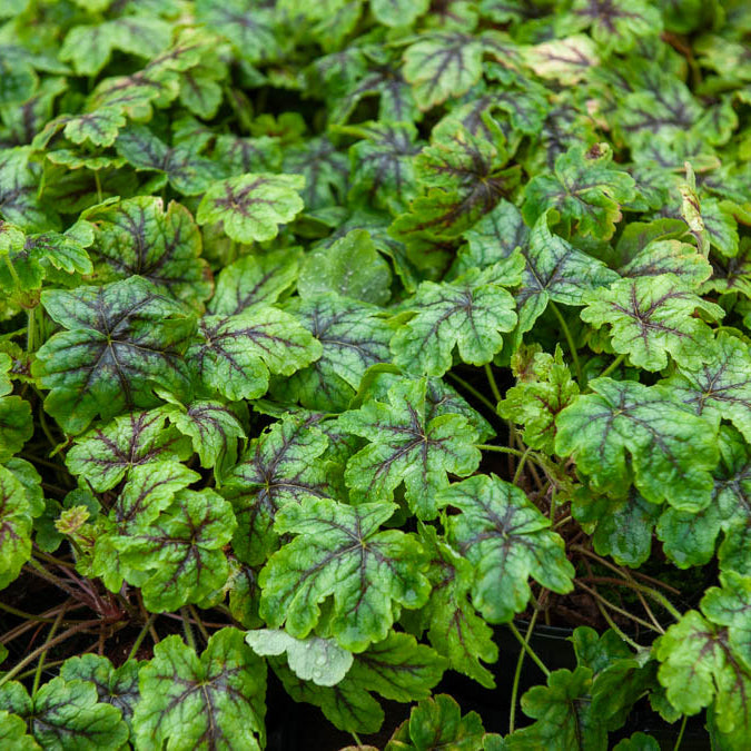 Heucherella Tapestry - Heucherella Tapestry - Willemse