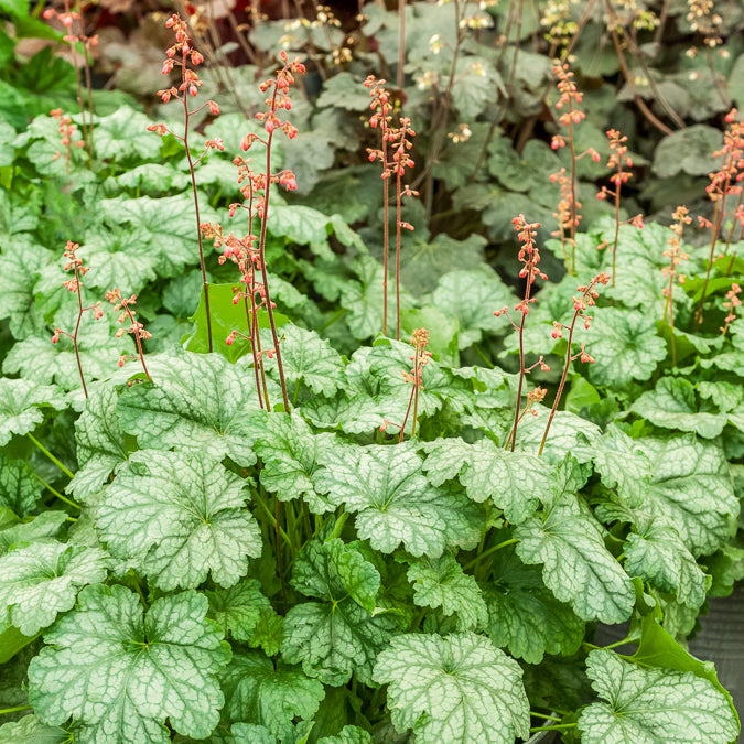 Heuchères - Heuchère Paris - Heuchera Paris