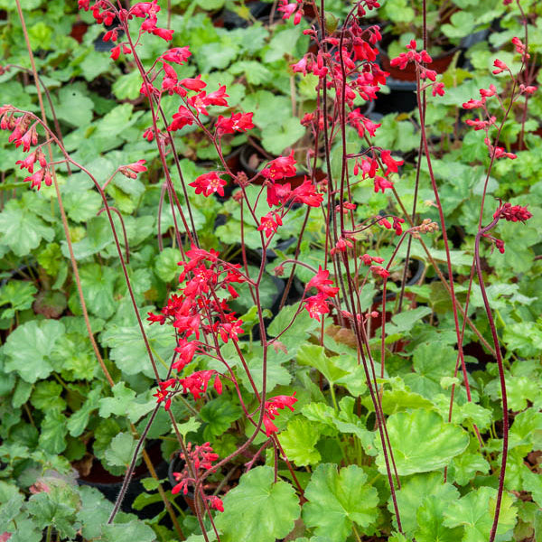 Heuchère sanguine Leuchtkäfer - Heuchera sanguinea Leuchtkäfer - Willemse