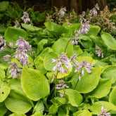 Hosta Sum and Substance - Willemse