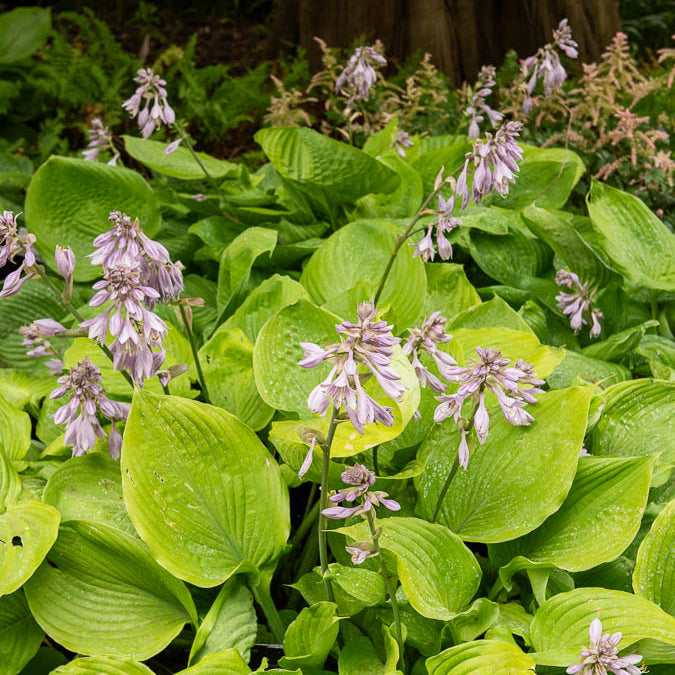 Hosta Sum and Substance - Willemse