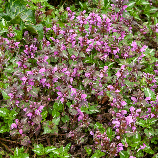 Lamier tacheté Roseum - Lamium maculatum Roseum - Willemse