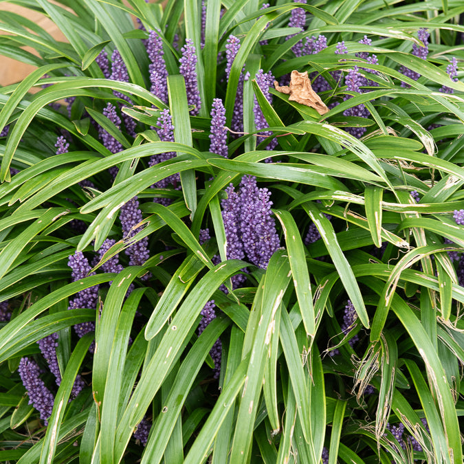 Liriope muscari - Liriope muscari - Willemse