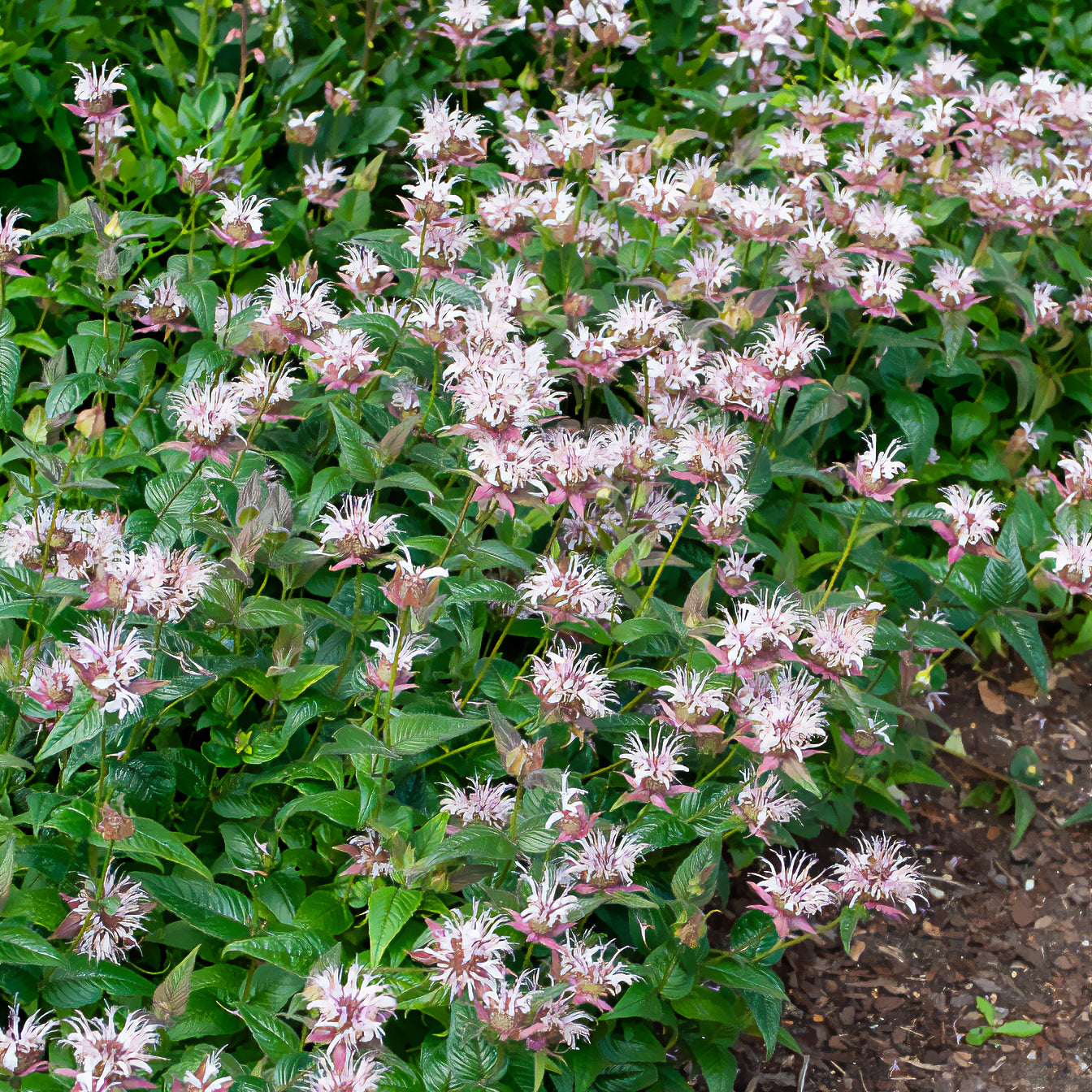 Monarda bradburiana - Monarde bradburiana Bergamote sauvage - Monarde