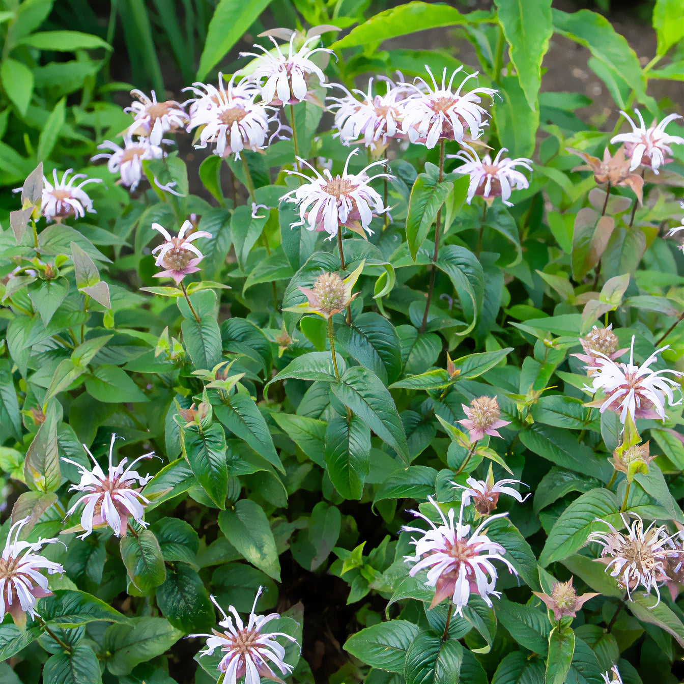 Monarde - Monarde bradburiana Bergamote sauvage - Monarda bradburiana
