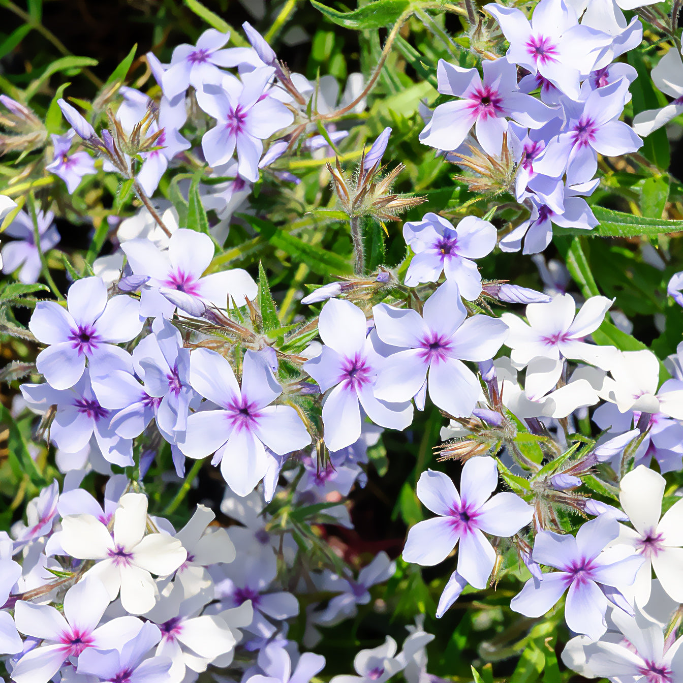 Phlox - Phlox divaricata Chattahoochee - Phlox divaricata chattahoochee