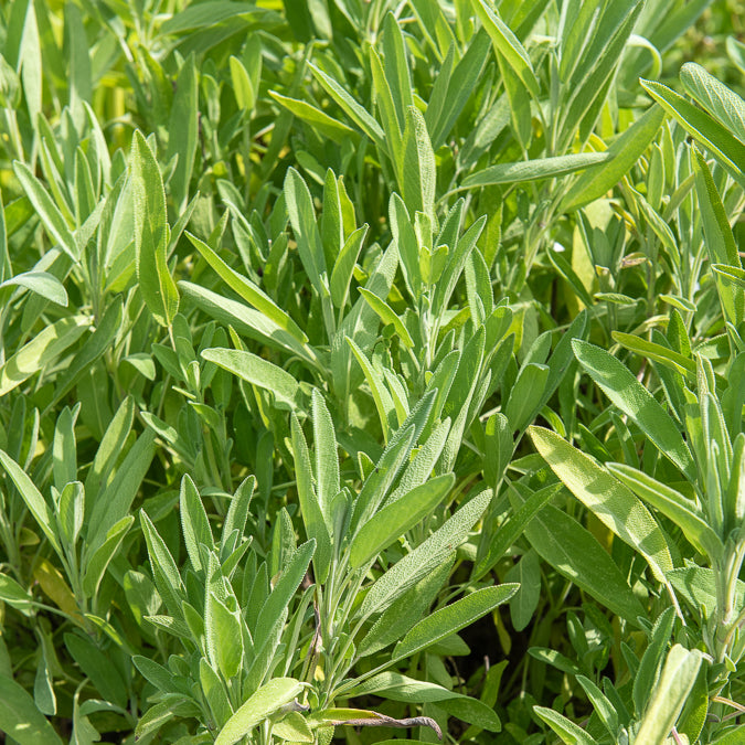 Sauge à feuilles de lavande - Salvia lavandulifolia - Willemse
