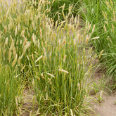 Vulpin des prés panaché - Willemse