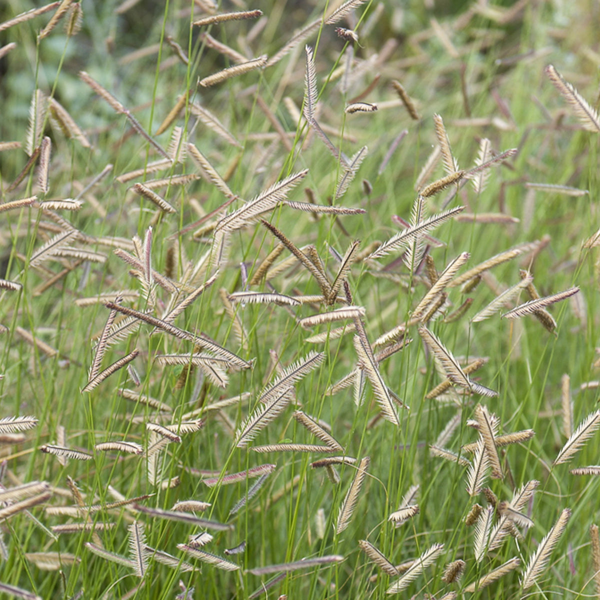 Boutelou gracieux - Willemse