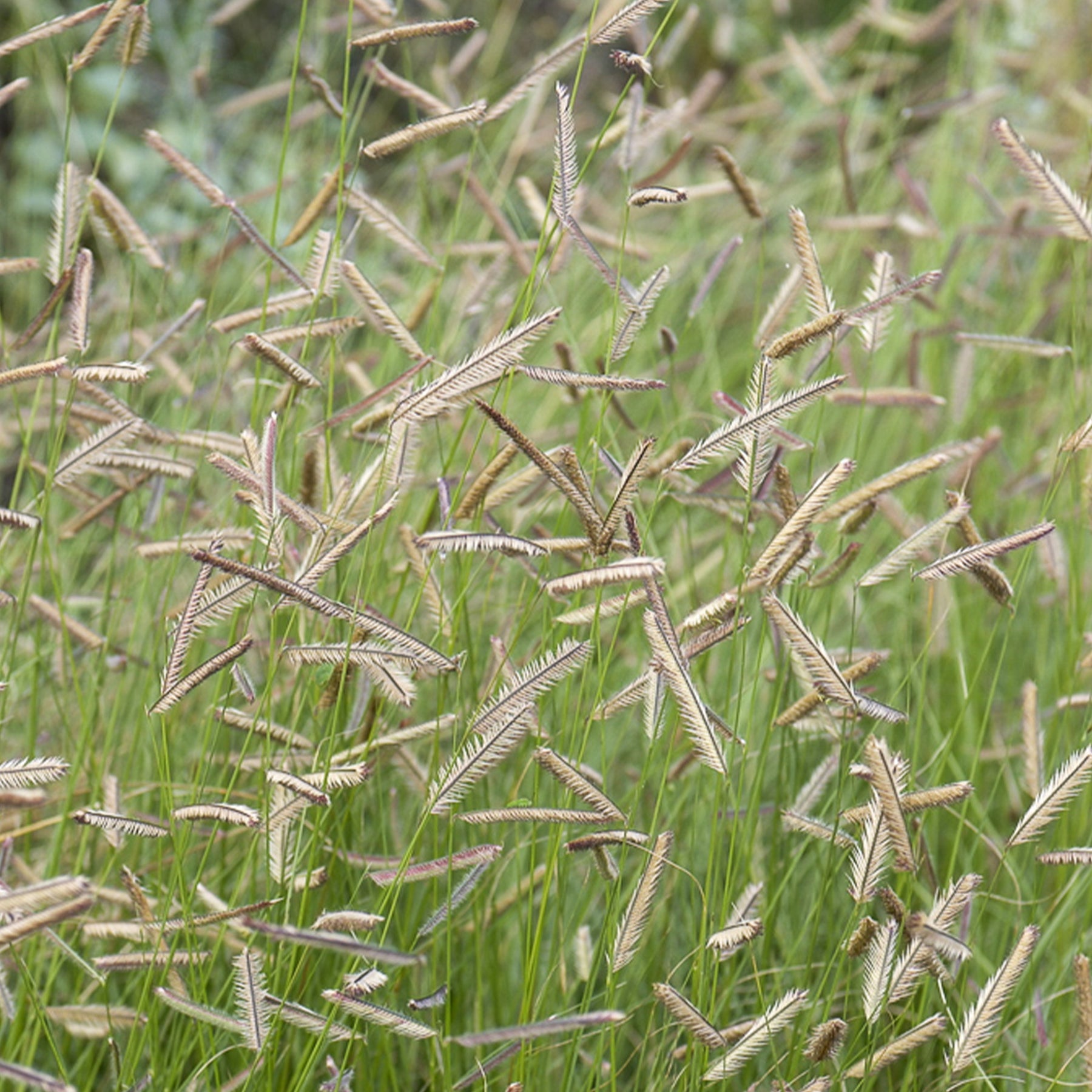 Boutelou gracieux - Willemse