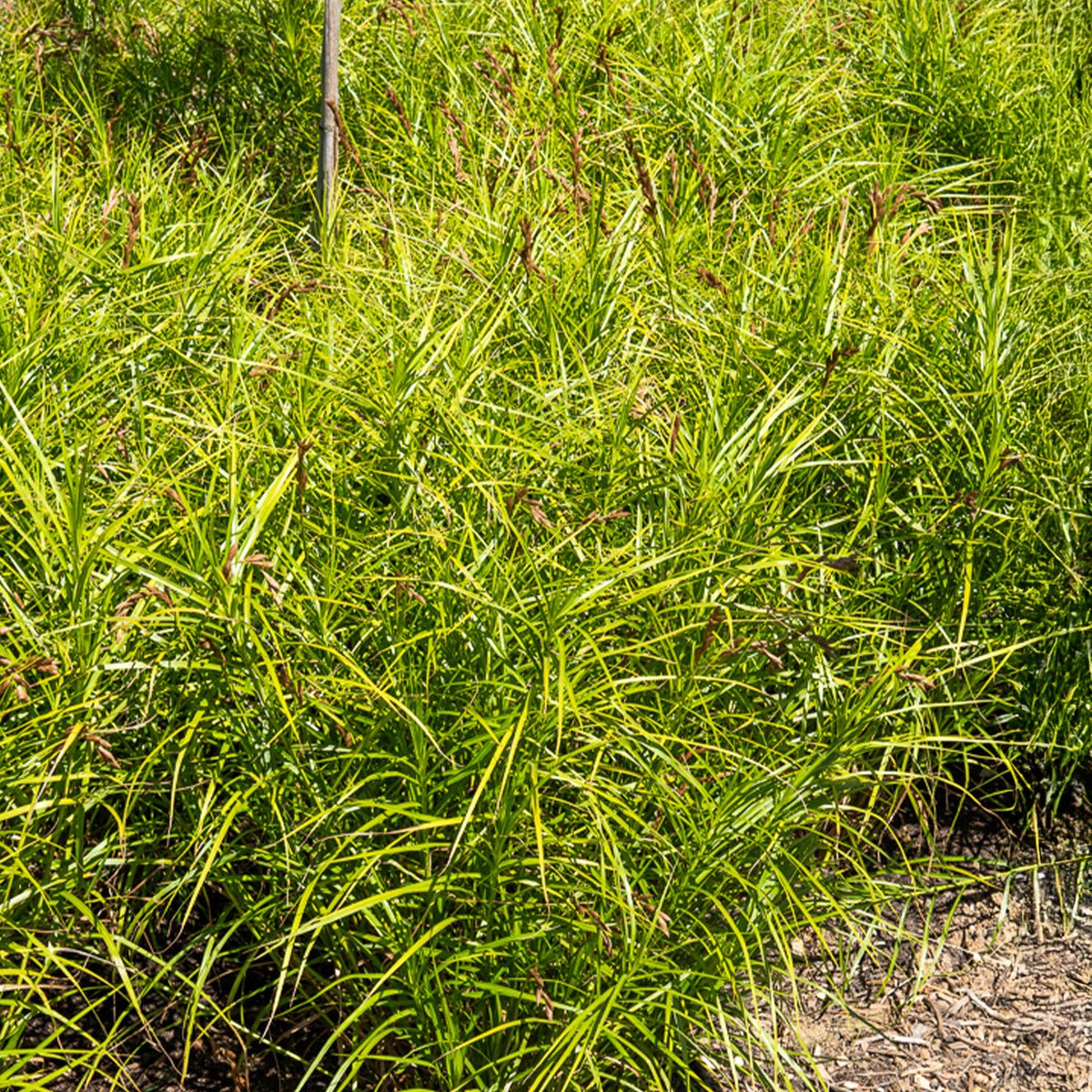 Laîche d'Amérique - Carex - Carex muskingumensis - Willemse