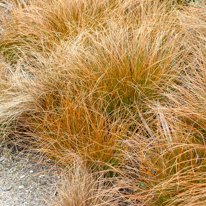 Carex testacea - Laîche orange - Carex - Carex