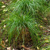 Canche cespiteuse Goldschleier - Willemse