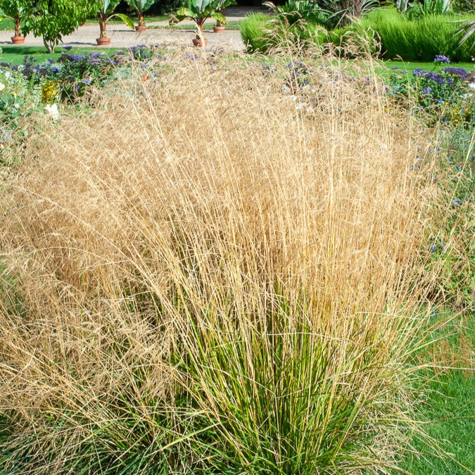 Canche cespiteuse Goldtau - Deschampsia cespitosa goldtau - Willemse