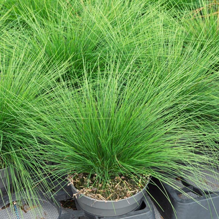 Fétuque améthyste - Willemse