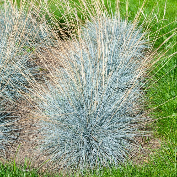 Festuca glauca Elijah Blue - Fétuque bleue Elijah Blue - Fétuque