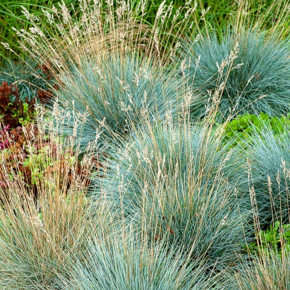Fétuque bleue Elijah Blue - Festuca glauca Elijah Blue - Willemse