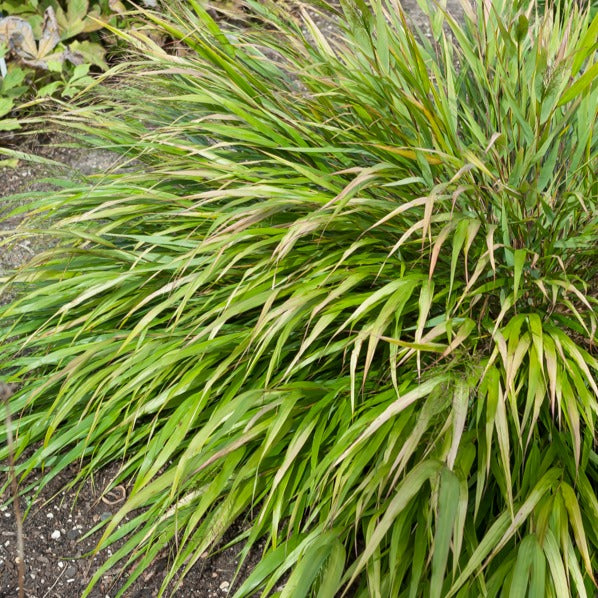 Herbe du Japon Nicolas - Hakonechloa macra Nicolas - Willemse