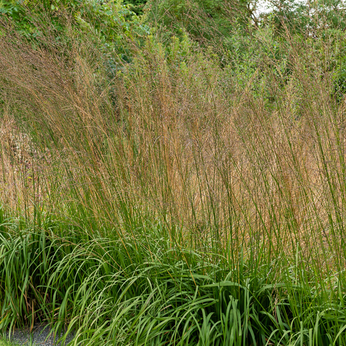 Molinie élevée Karl Foester - Willemse