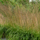 Molinie élevée Karl Foester - Willemse