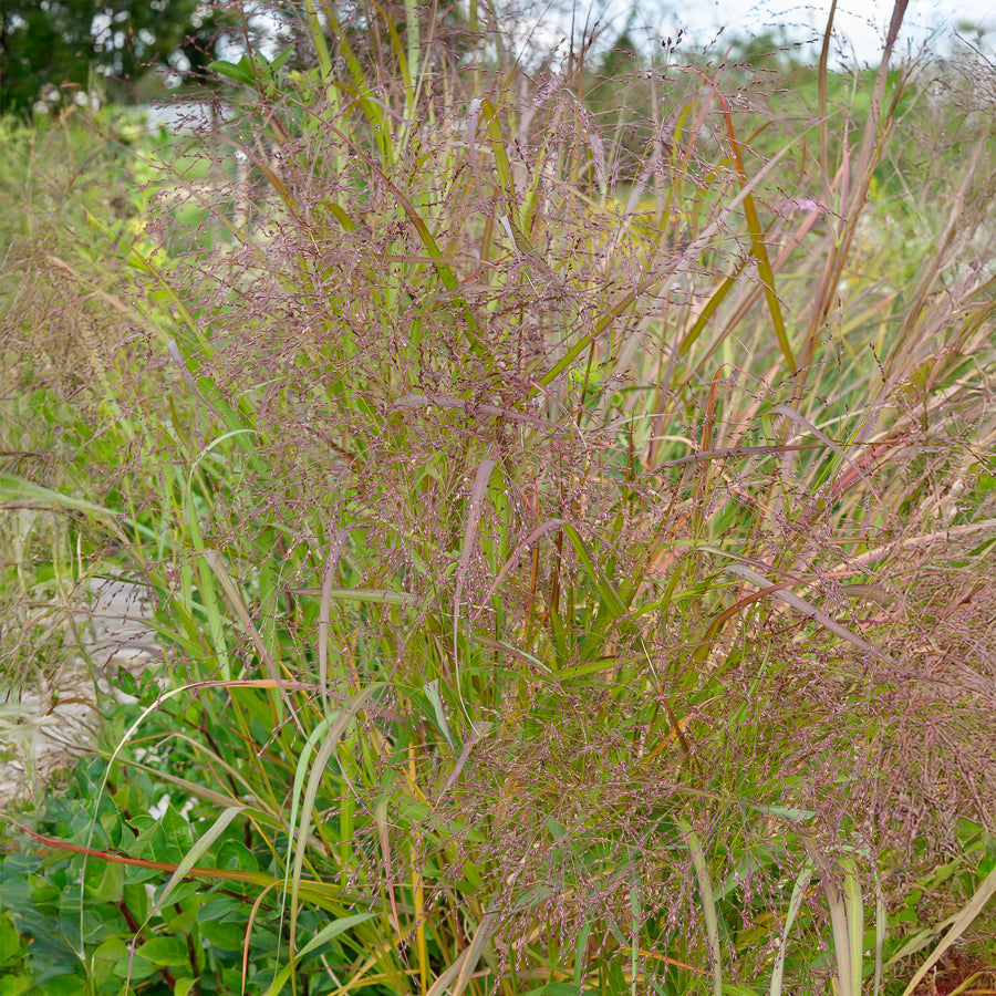 Molinie élevée Transparent - Molinia arundinacea transparent - Willemse