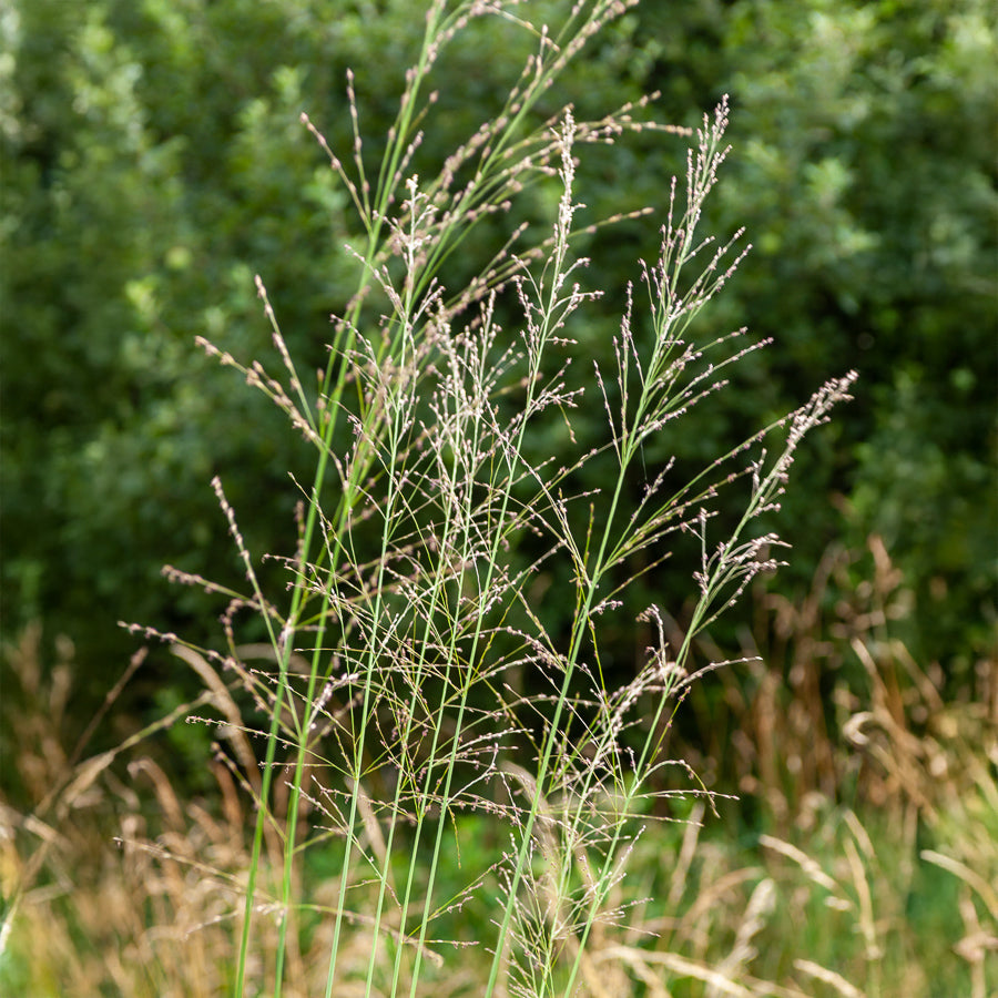Molinie élevée Transparent - Willemse