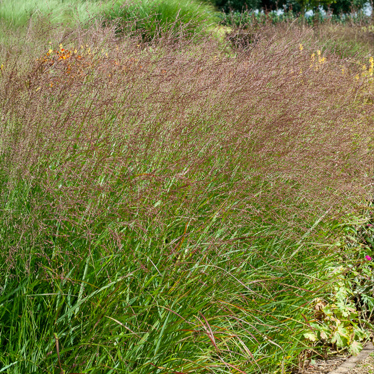 Panic érigé Shenandoah - Panicum virgatum Shenandoah - Willemse