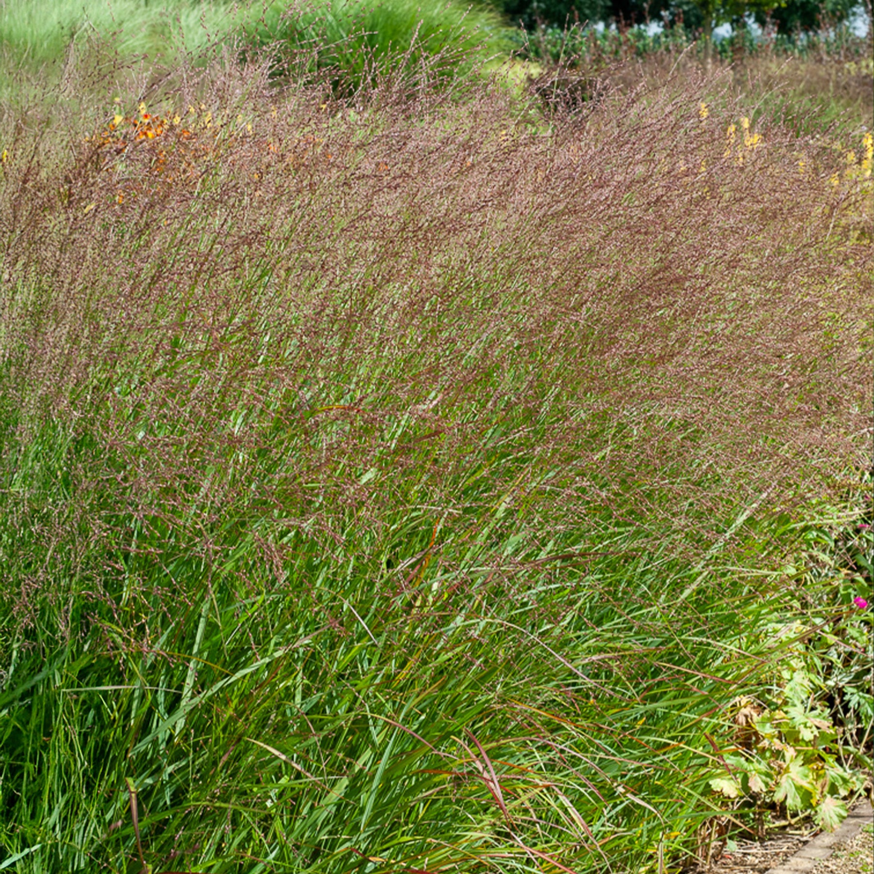 Panic érigé Shenandoah - Panicum virgatum Shenandoah - Willemse