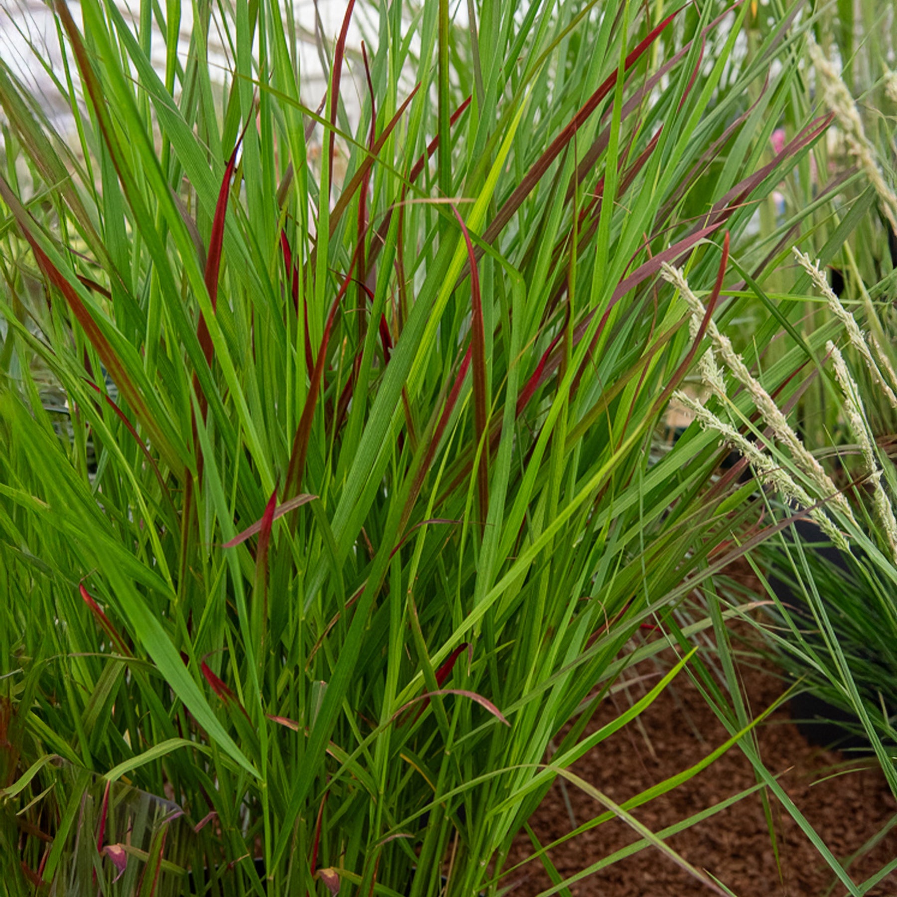 Panicum virgatum Squaw - Panic érigé Squaw - Panic