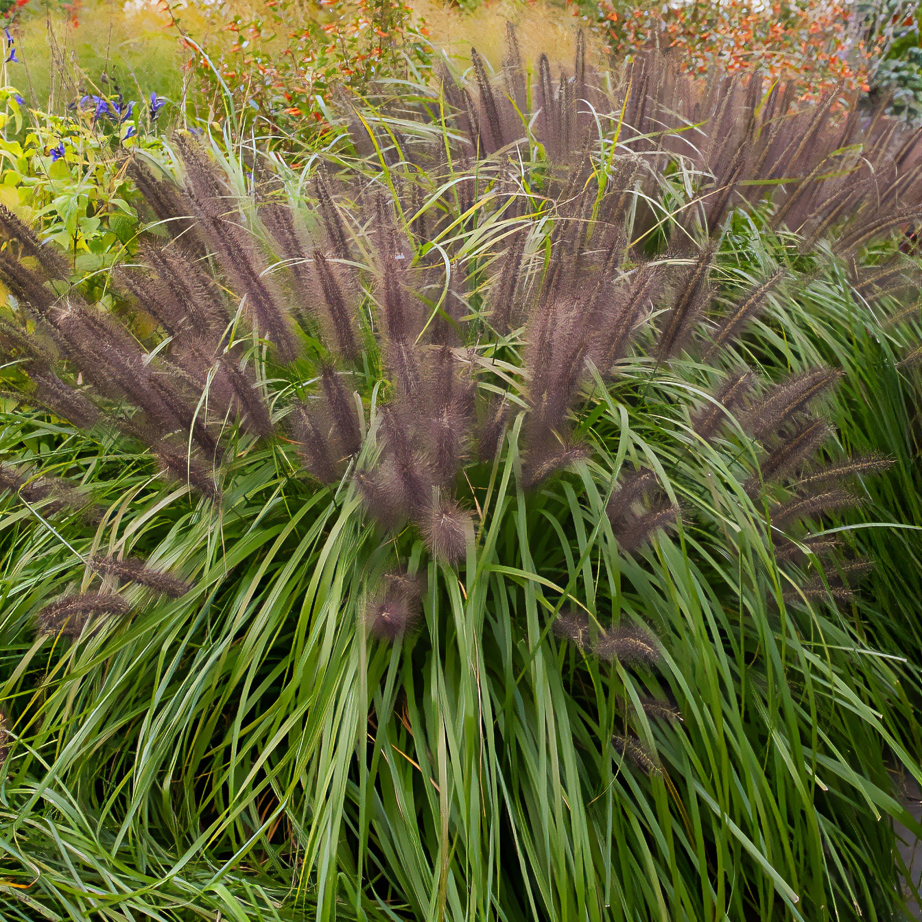 Herbe aux écouvillons Moudry - Pennisetum - Willemse