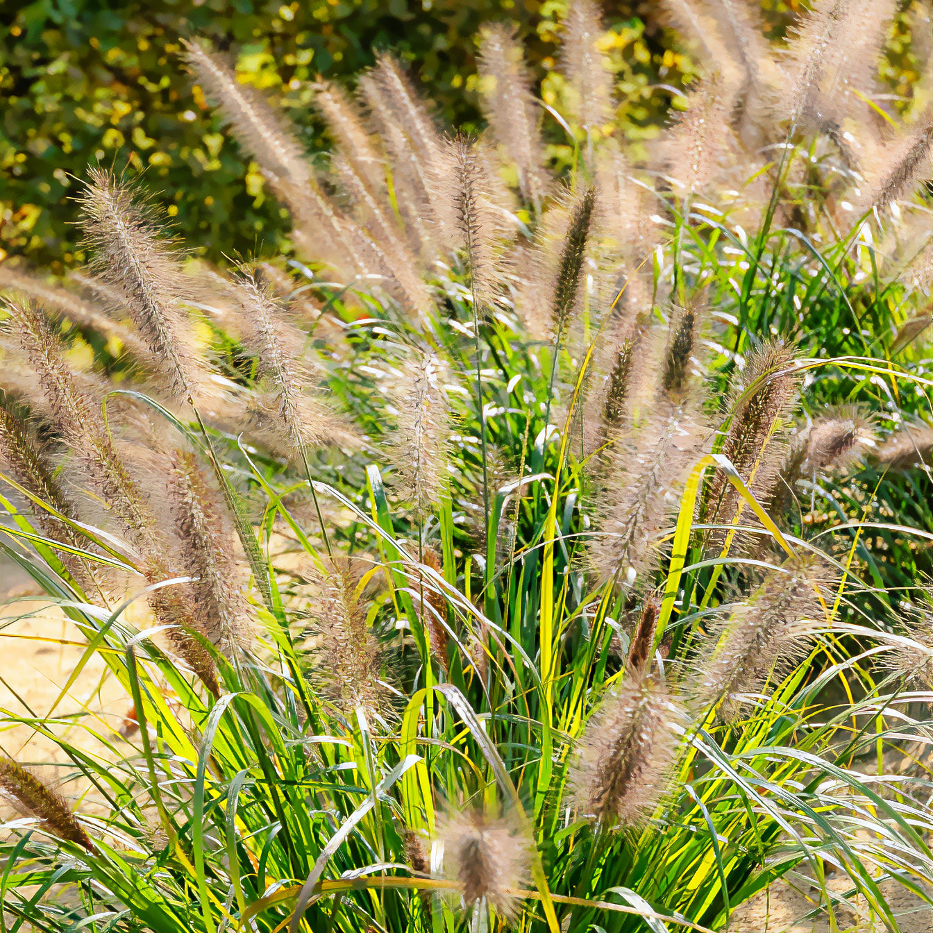 Herbe aux écouvillons Moudry - Pennisetum - Pennisetum alopecuroides moudry - Willemse