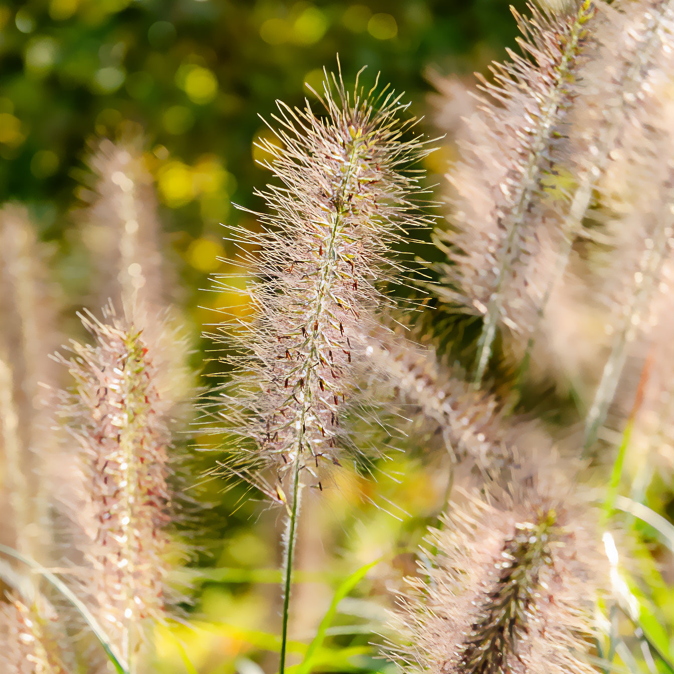 Pennisetum alopecuroides moudry - Herbe aux écouvillons Moudry - Pennisetum - Pennisetum