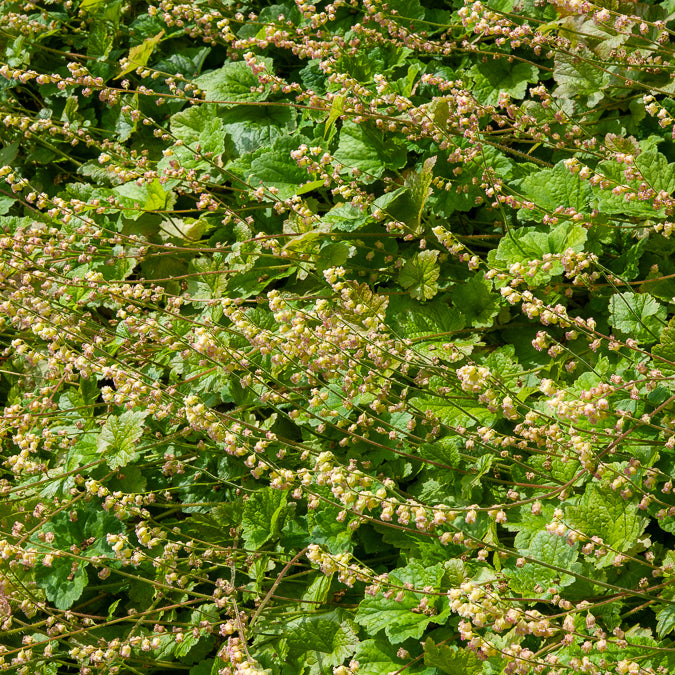 Tellime à grandes fleurs Rubra - Tellima grandiflora Rubra - Willemse