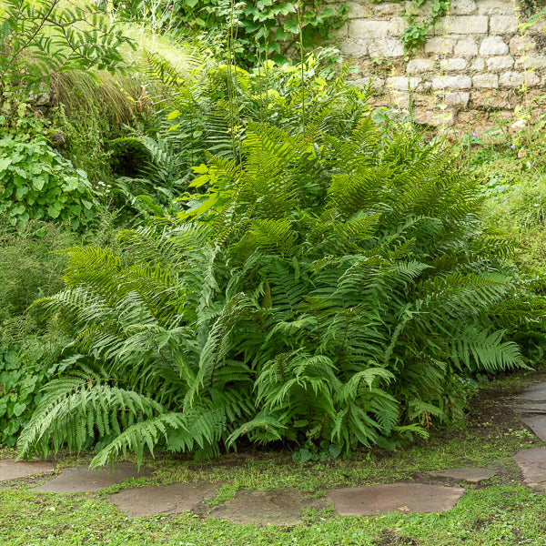 Fougère mâle - Dryopteris filix-mas - Willemse