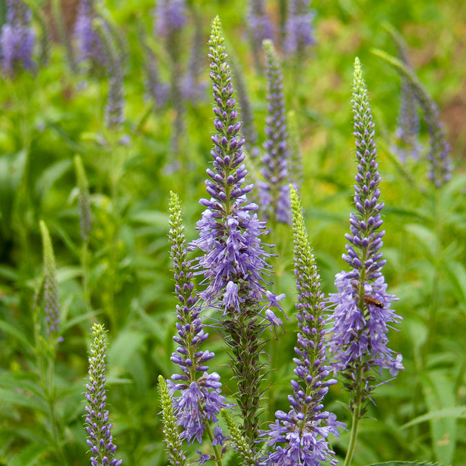 Veronica spicata - Véronique en épis - Véronique