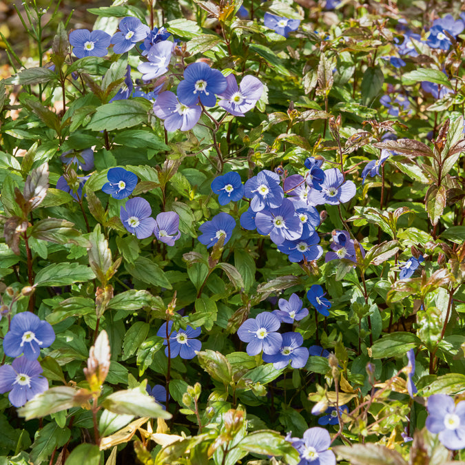 Véronique - Véronique rampante Georgia Blue - Veronica umbrosa Georgia Blue