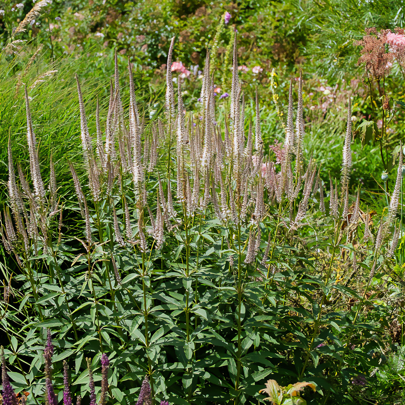 Veronicastrum virginicum roseum - Véronique de Virginie Roseum - Véronique