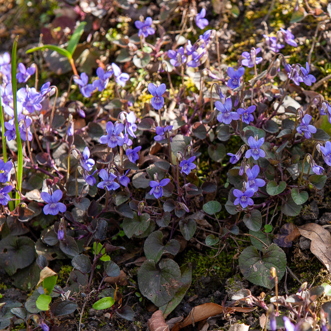 Violette de Labrador - Viola labradorica - Willemse