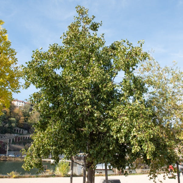 Aulne de Corse - Alnus cordata - Plantes